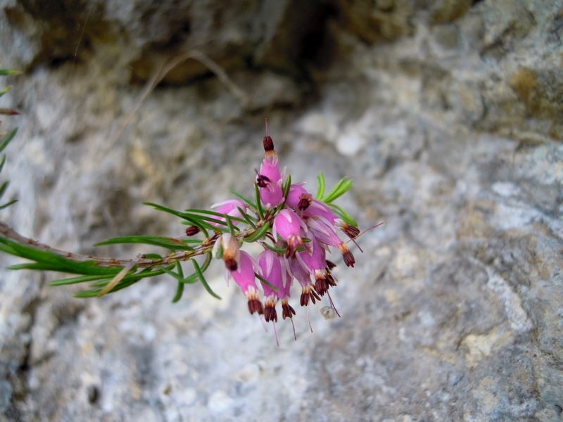 Erica carnea